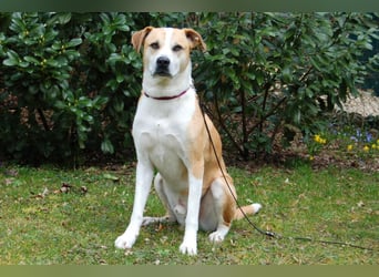 Lounis - großer Kuschelbär - Tierhilfe Franken e.V.