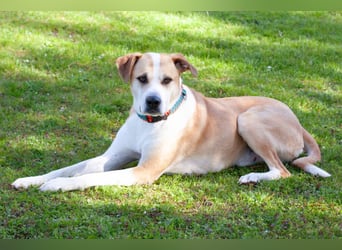 Lounis - großer Kuschelbär - Tierhilfe Franken e.V.