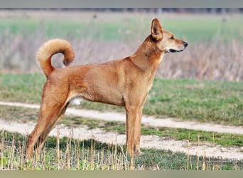 Red Teddy - mag Menschen, Spielen und Spazierengehen - Tierhilfe Franken e.V.