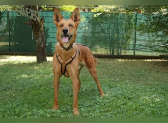 Red Teddy - mag Menschen, Spielen und Spazierengehen - Tierhilfe Franken e.V.