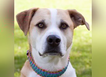 Lounis - großer Kuschelbär - Tierhilfe Franken e.V.