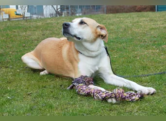 Lounis - großer Kuschelbär - Tierhilfe Franken e.V.