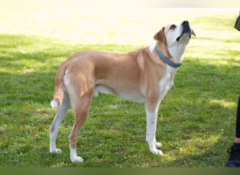 Lounis - großer Kuschelbär - Tierhilfe Franken e.V.
