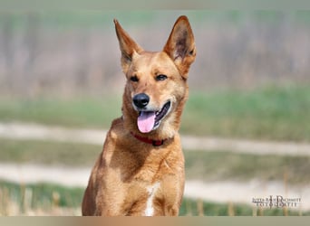 Red Teddy - mag Menschen, Spielen und Spazierengehen - Tierhilfe Franken e.V.