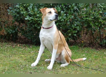 Lounis - großer Kuschelbär - Tierhilfe Franken e.V.