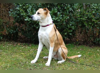 Lounis - großer Kuschelbär - Tierhilfe Franken e.V.