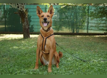 Red Teddy - mag Menschen, Spielen und Spazierengehen - Tierhilfe Franken e.V.