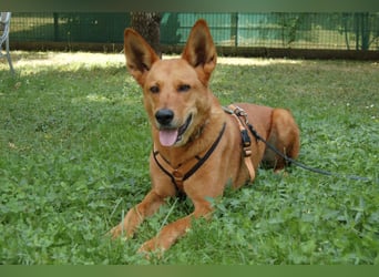 Red Teddy - mag Menschen, Spielen und Spazierengehen - Tierhilfe Franken e.V.