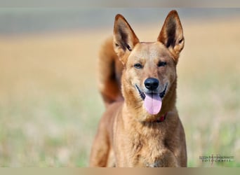 Red Teddy - mag Menschen, Spielen und Spazierengehen - Tierhilfe Franken e.V.
