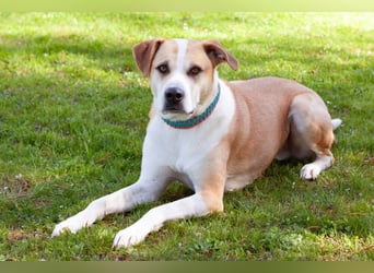 Lounis - großer Kuschelbär - Tierhilfe Franken e.V.