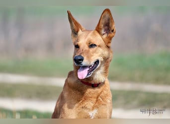 Red Teddy - mag Menschen, Spielen und Spazierengehen - Tierhilfe Franken e.V.