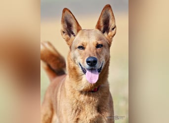 Red Teddy - mag Menschen, Spielen und Spazierengehen - Tierhilfe Franken e.V.