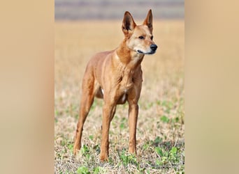 Red Teddy - mag Menschen, Spielen und Spazierengehen - Tierhilfe Franken e.V.