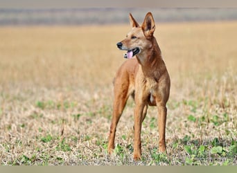 Red Teddy - mag Menschen, Spielen und Spazierengehen - Tierhilfe Franken e.V.