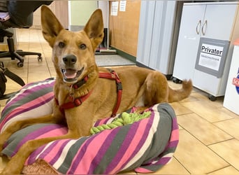 Red Teddy - mag Menschen, Spielen und Spazierengehen - Tierhilfe Franken e.V.