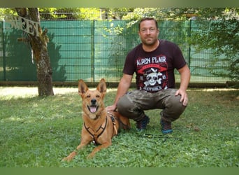 Red Teddy - mag Menschen, Spielen und Spazierengehen - Tierhilfe Franken e.V.