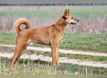 Red Teddy - mag Menschen, Spielen und Spazierengehen - Tierhilfe Franken e.V.