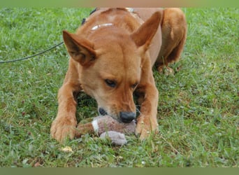 Red Teddy - mag Menschen, Spielen und Spazierengehen - Tierhilfe Franken e.V.