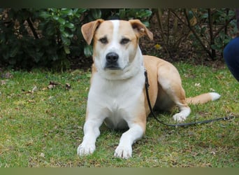 Lounis - großer Kuschelbär - Tierhilfe Franken e.V.