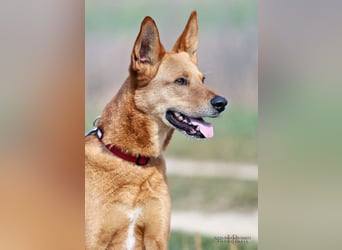 Red Teddy - mag Menschen, Spielen und Spazierengehen - Tierhilfe Franken e.V.