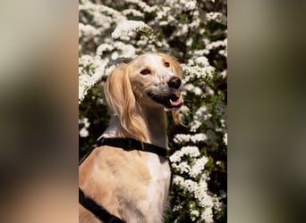 Aktiver Richard sucht seine Menschen