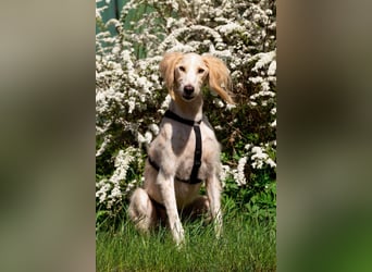 Hübscher Richard sucht seine Menschen