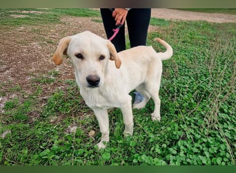 Taray - Junghund sucht sein Körbchen