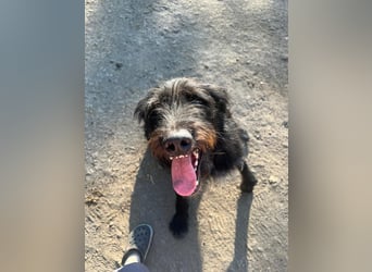 Malagueño  sanfter Riese auf Körbchensuche