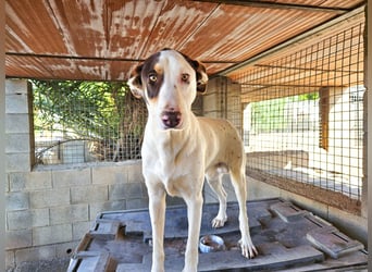 Sabao ein wundervoller Kumpel