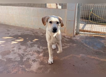 Taray - Junghund sucht sein Körbchen