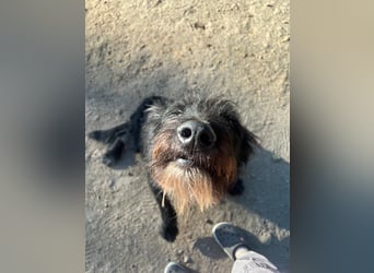 Malagueño  sanfter Riese auf Körbchensuche