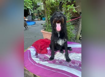 Malagueño  sanfter Riese auf Körbchensuche