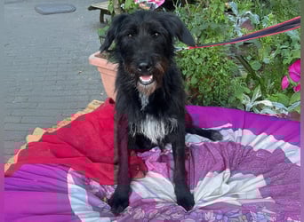 Malagueño  sanfter Riese auf Körbchensuche