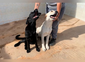 Taray - Junghund sucht sein Körbchen