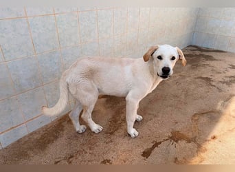 Taray - Junghund sucht sein Körbchen