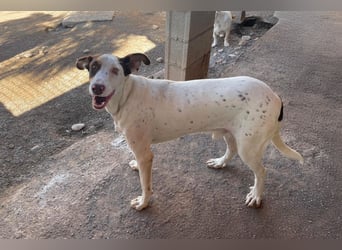 Sabao ein wundervoller Kumpel