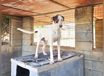 Sabao ein wundervoller Kumpel