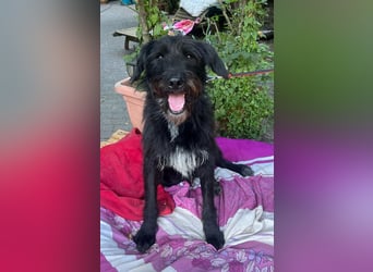 Malagueño  sanfter Riese auf Körbchensuche