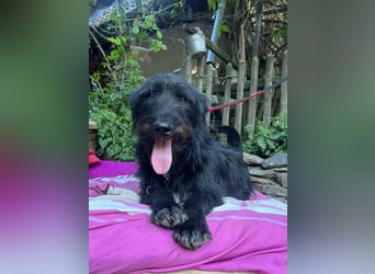 Malagueño  sanfter Riese auf Körbchensuche