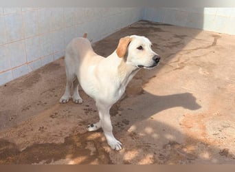 Taray - Junghund sucht sein Körbchen