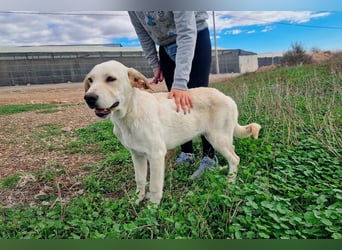 Taray - Junghund sucht sein Körbchen