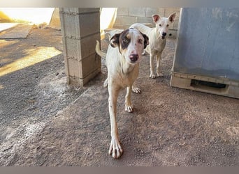 Sabao ein wundervoller Kumpel