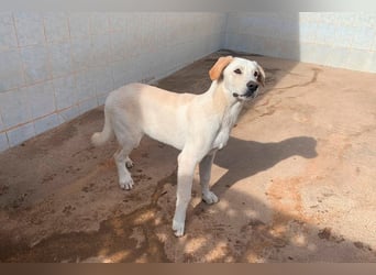 Taray - Junghund sucht sein Körbchen