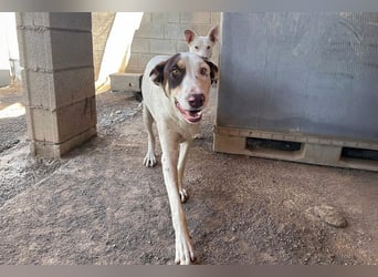 Sabao ein wundervoller Kumpel