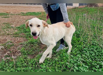 Taray - Junghund sucht sein Körbchen