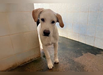 Taray - Junghund sucht sein Körbchen