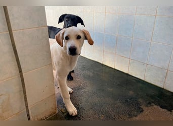 Taray - Junghund sucht sein Körbchen