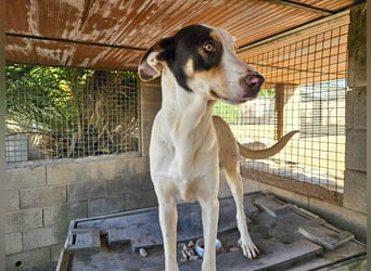 Sabao ein wundervoller Kumpel