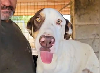 Sabao ein wundervoller Kumpel