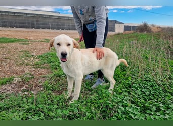 Taray - Junghund sucht sein Körbchen